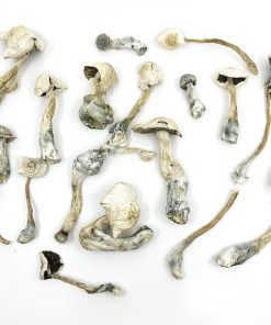 Albino Amazonian Magic Mushrooms